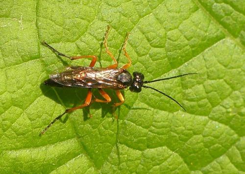 Réf. 341 322 : Tenthredo atra